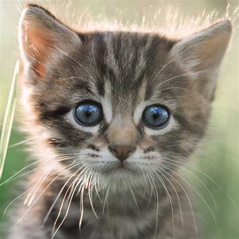 geo kitten tm|@geokitten .